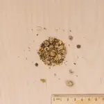 Pour nos animaux - Mélange de fleurs pour Tortues Terrestres - MEDIA_3D